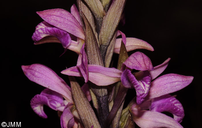 Limodorum abortivum f. rubrum