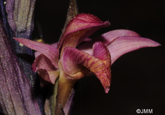 Limodorum abortivum f. rubrum