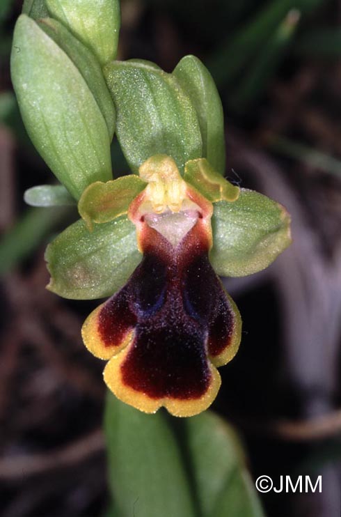 Ophrys persephonae