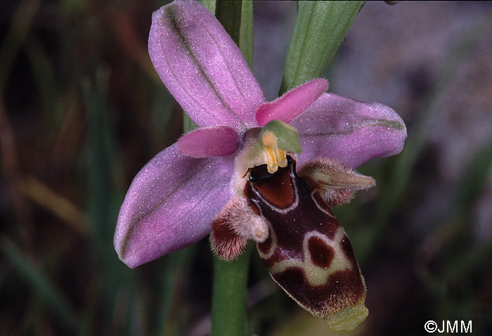 Ophrys cornutula