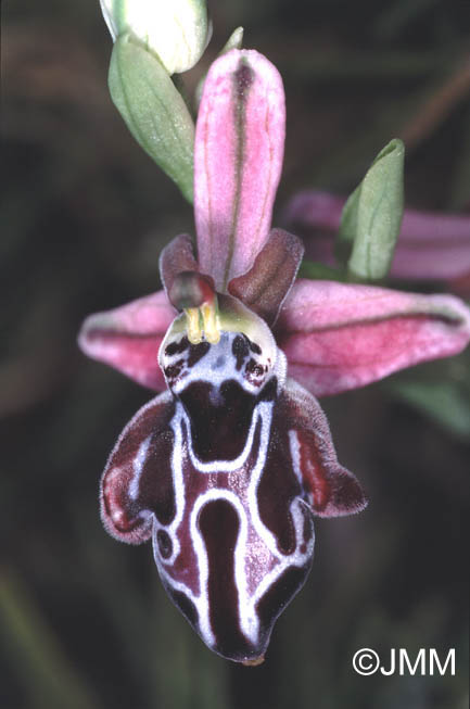 Ophrys beloniae