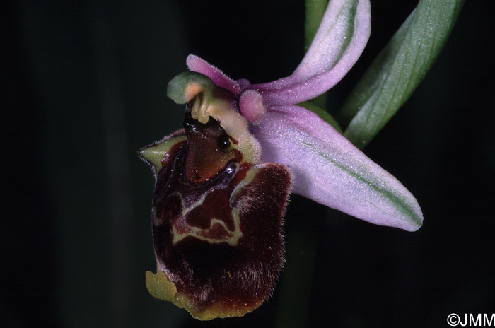 Ophrys oreas 