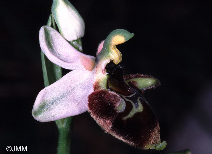 Ophrys oreas 