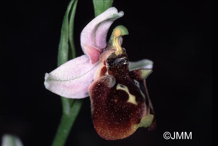 Ophrys oreas x Ophrys reinholdii