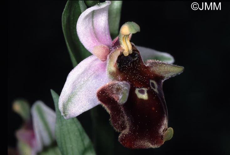 Ophrys oreas x Ophrys reinholdii