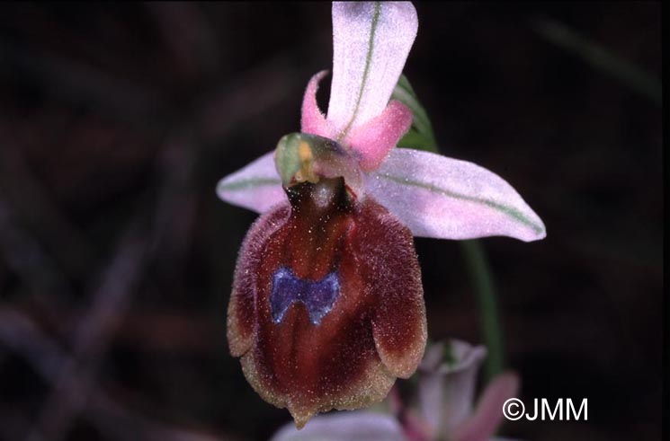 Ophrys lucis