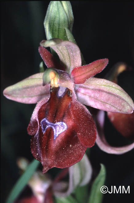 Ophrys lucis