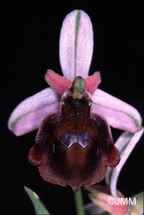 Ophrys lucis