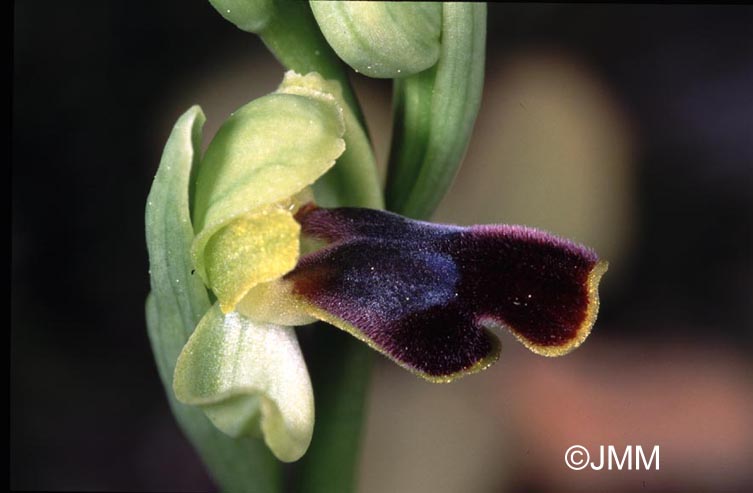 Ophrys parvula