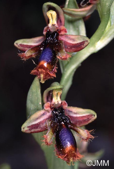 Ophrys regis-ferdinandii