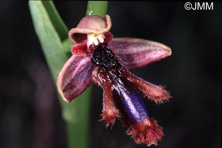 Ophrys regis-ferdinandii