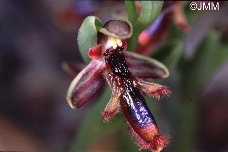 Ophrys regis-ferdinandii