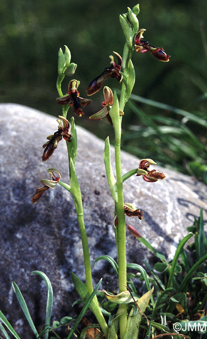 Ophrys regis-ferdinandii