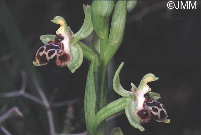 Ophrys rhodia