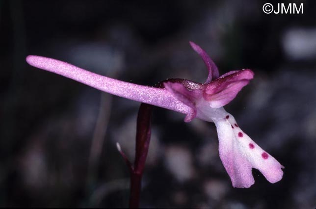 Orchis anatolica