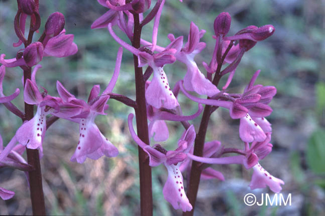 Orchis anatolica