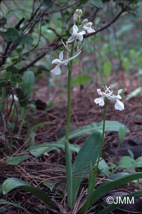 Orchis anatolica f. alba