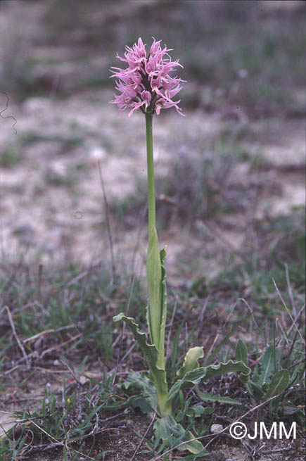 Orchis italica