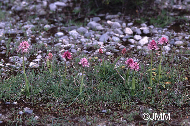 Orchis italica