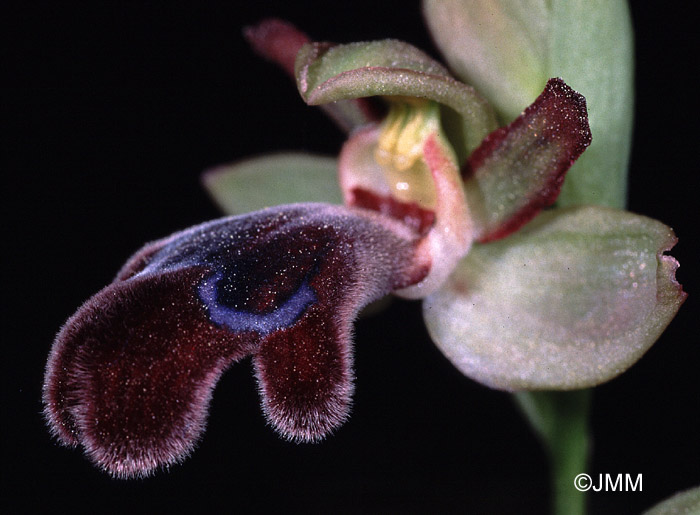 Ophrys apollonae