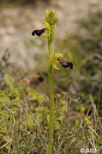 Ophrys attaviria