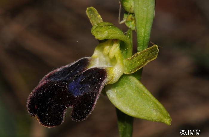 Ophrys attaviria