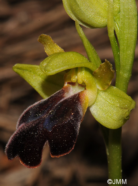 Ophrys attaviria