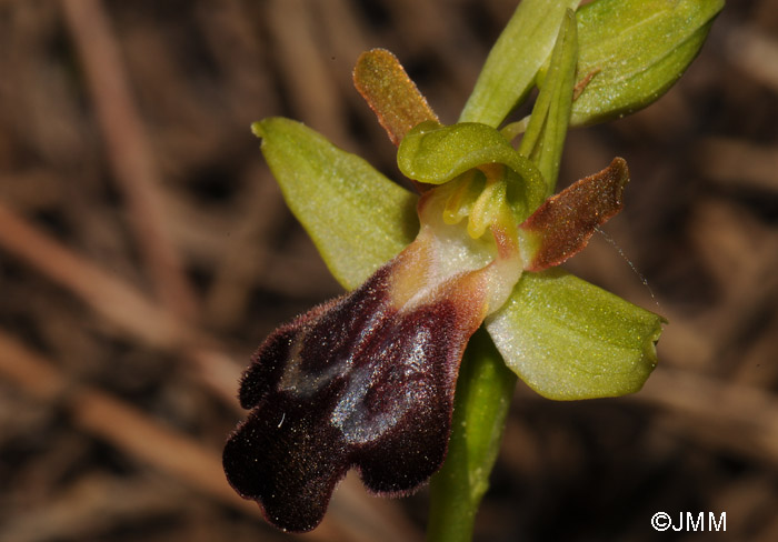 Ophrys attaviria