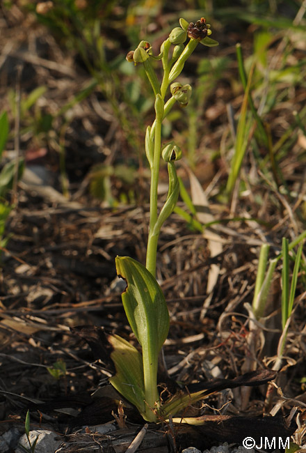 Ophrys bombyliflora