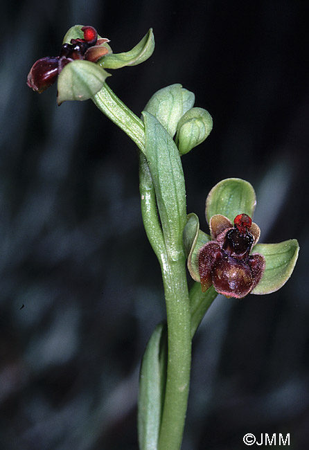 Ophrys bombyliflora