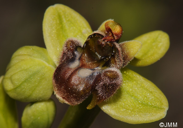 Ophrys bombyliflora