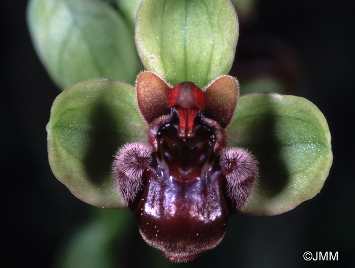 Ophrys bombyliflora