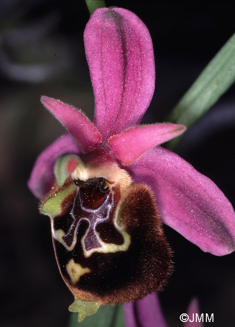 Ophrys calypsus