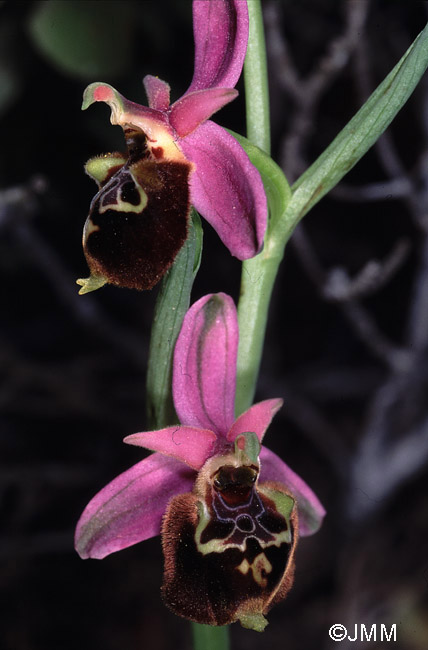 Ophrys calypsus