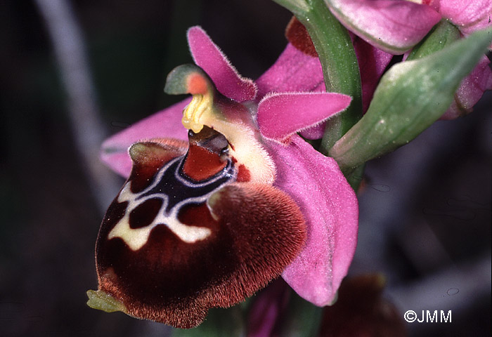 Ophrys calypsus