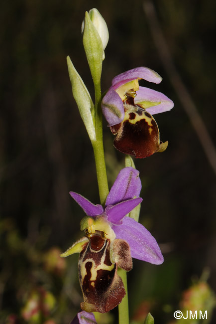 Ophrys calypsus var. pseudoapulica