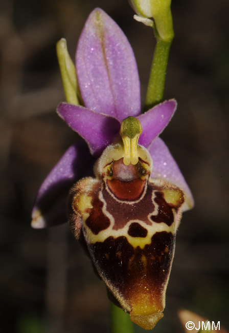 Ophrys calypsus var. pseudoapulica