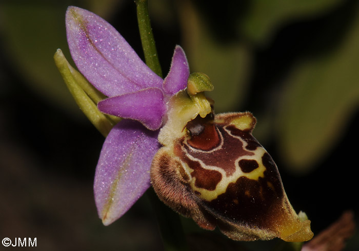 Ophrys calypsus var. pseudoapulica