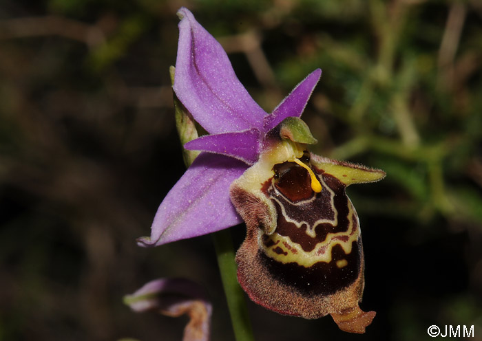 Ophrys calypsus var. pseudoapulica