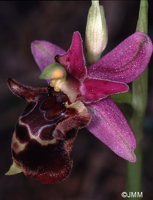 Ophrys calypsus var. pseudoapulica