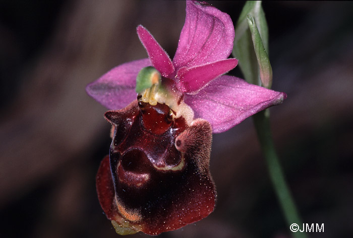 Ophrys calypsus var. pseudoapulica