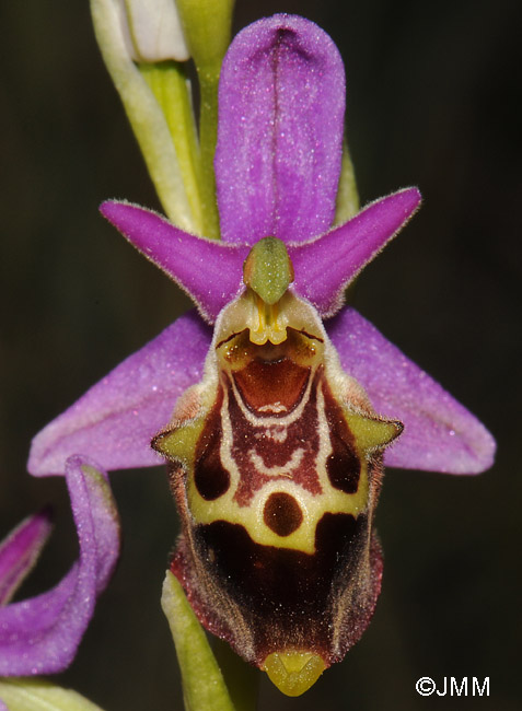 Ophrys calypsus var. pseudoapulica