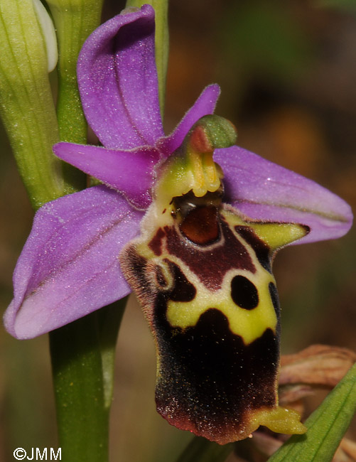 Ophrys calypsus var. pseudoapulica