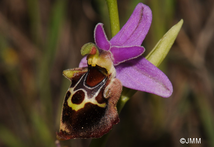 Ophrys calypsus var. pseudoapulica