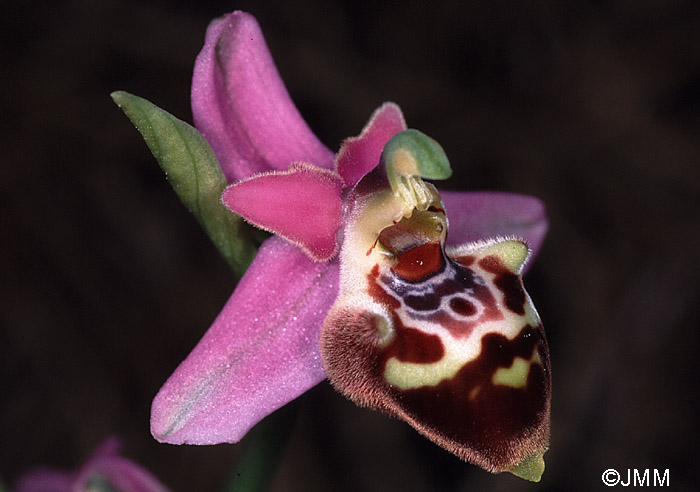 Ophrys calypsus var. scolopaxoides