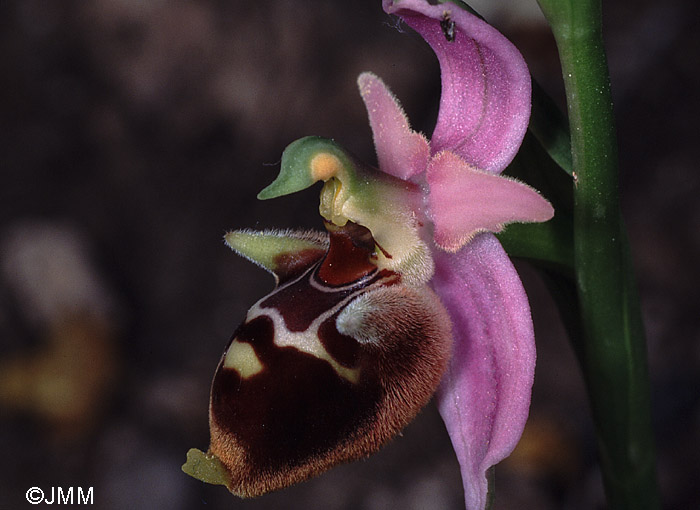 Ophrys calypsus var. scolopaxoides