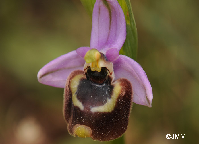 Ophrys candica