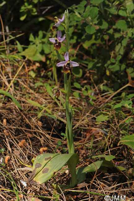 Ophrys candica