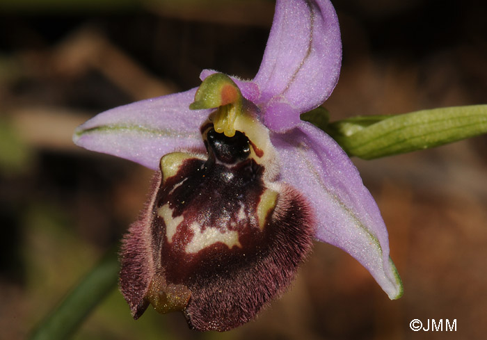 Ophrys candica