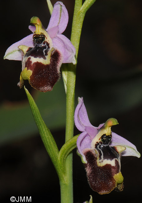 Ophrys candica